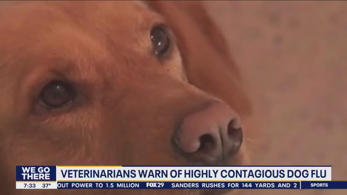 Vets warn owners of highly contagious dog flu